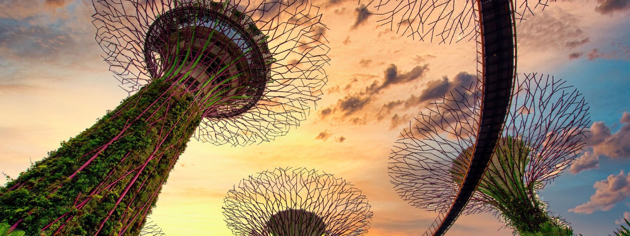 Gardens by the Bay Supertrees at sunset with warm orange and pink sky.